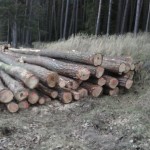 Borová kulatina na skládce připravená k odvozu na pilu